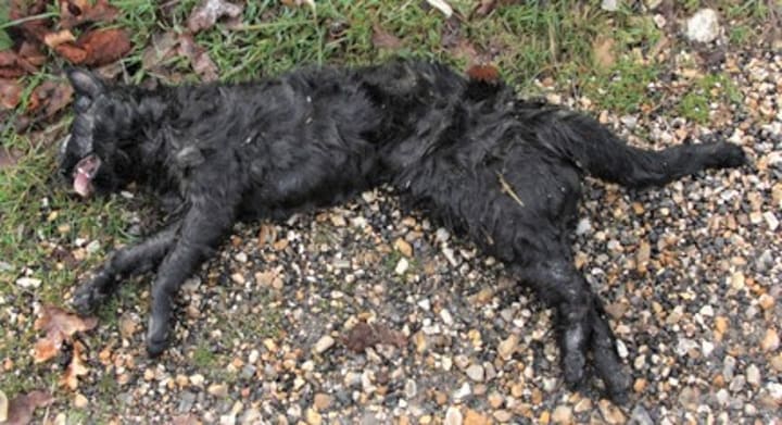 A melanistic jungle cat