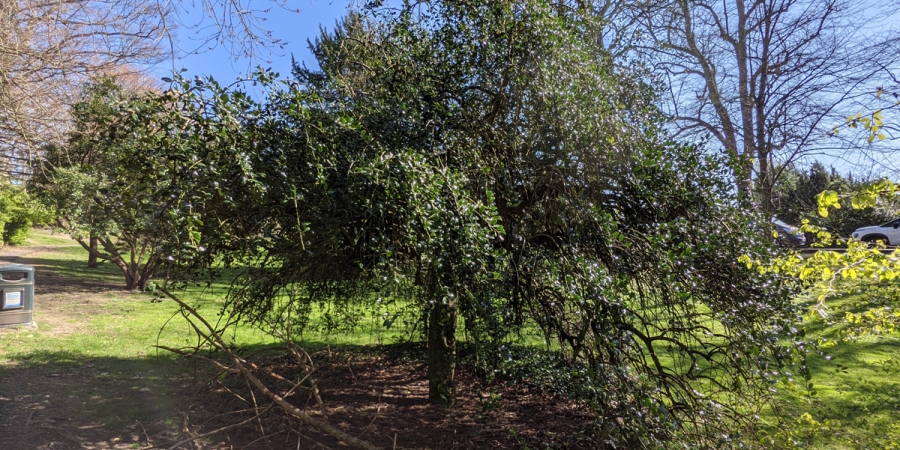 Haunted Holly Bush In Bath