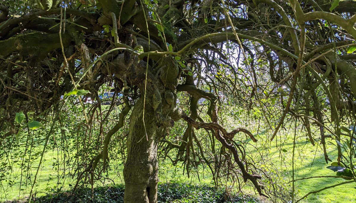 Haunted Holly Bush In Bath