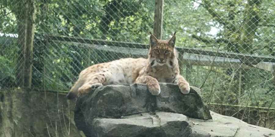 Leopard At Large