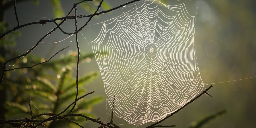 Spider Web Cobweb