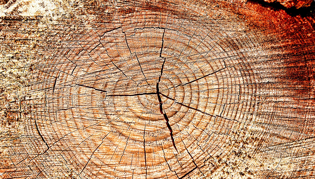 Tree Rings At Travis Walton UFO Site