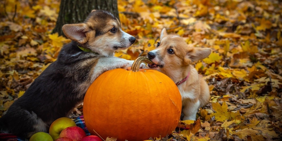 Halloween Dogs