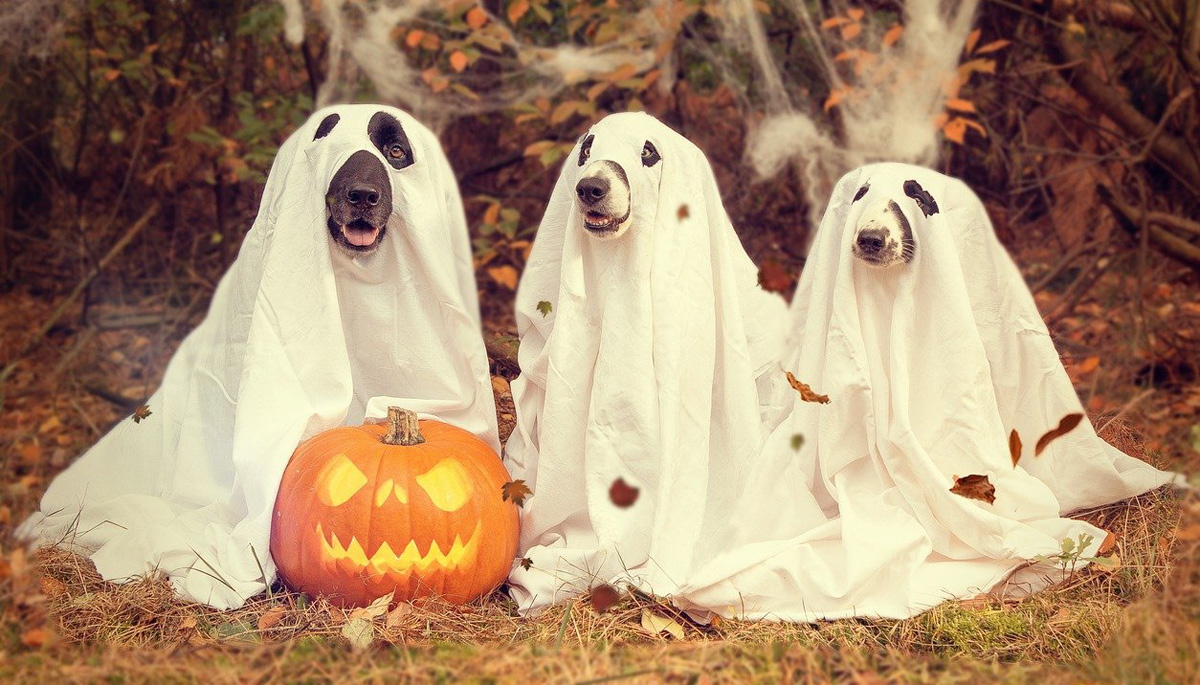 Halloween Dogs