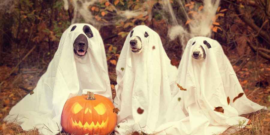 Halloween Dogs