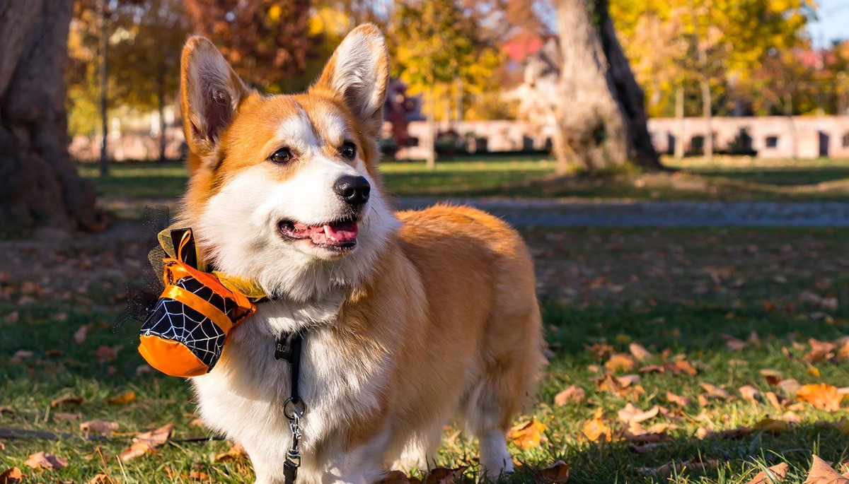 Halloween Dogs