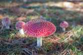 Fairy Toadstool