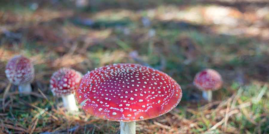 Fairy Toadstool