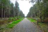 UFO on Rendlesham Forest UFO Trail